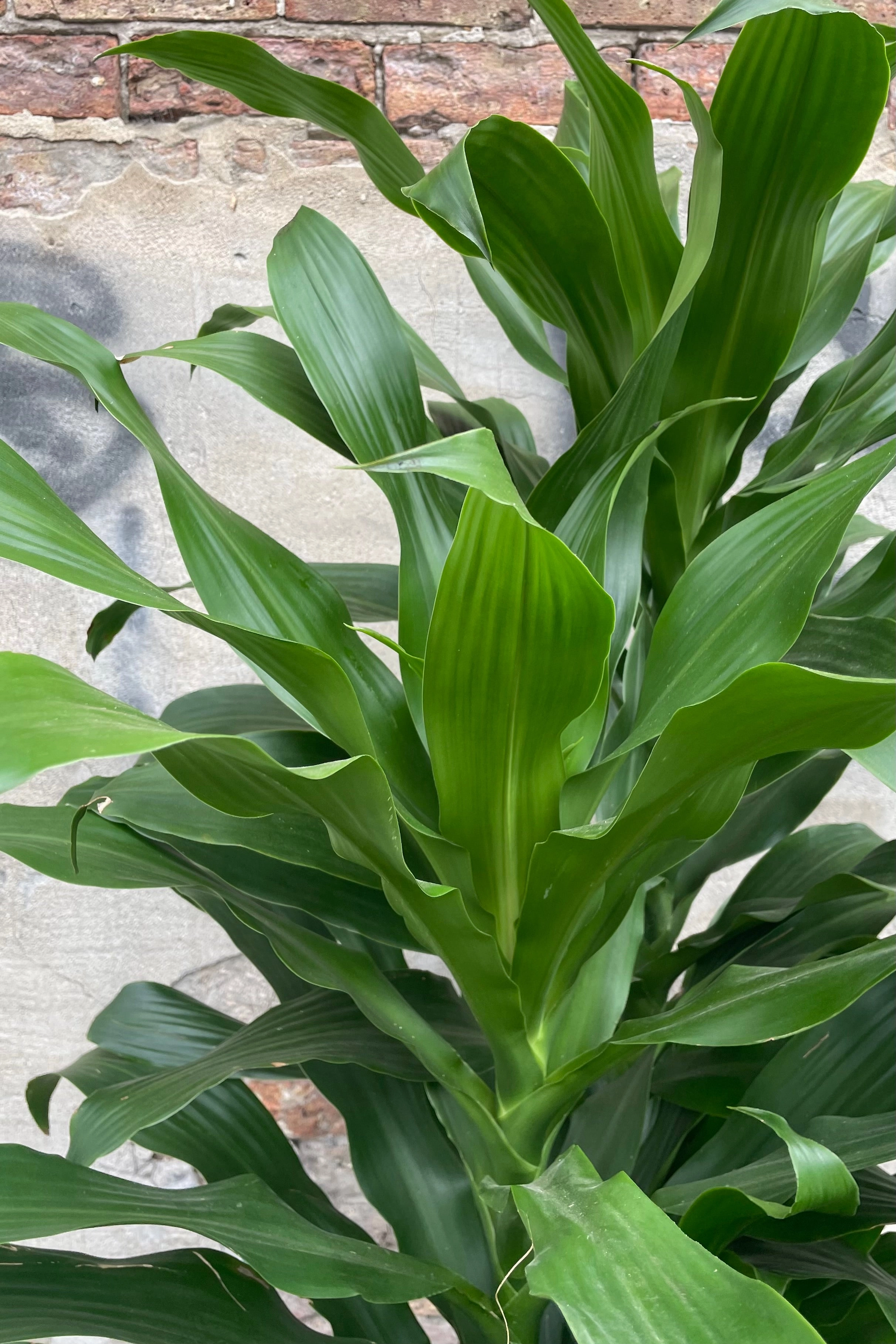 Dracaena 'Michiko' 12" medium flower pot  