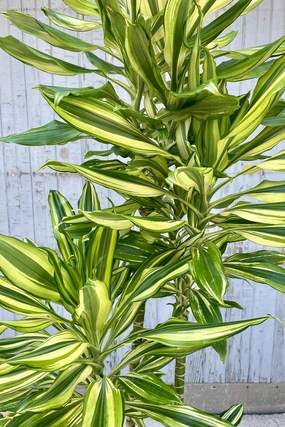 Dracaena 'Sol' staggered cane 12" medium flower pot  