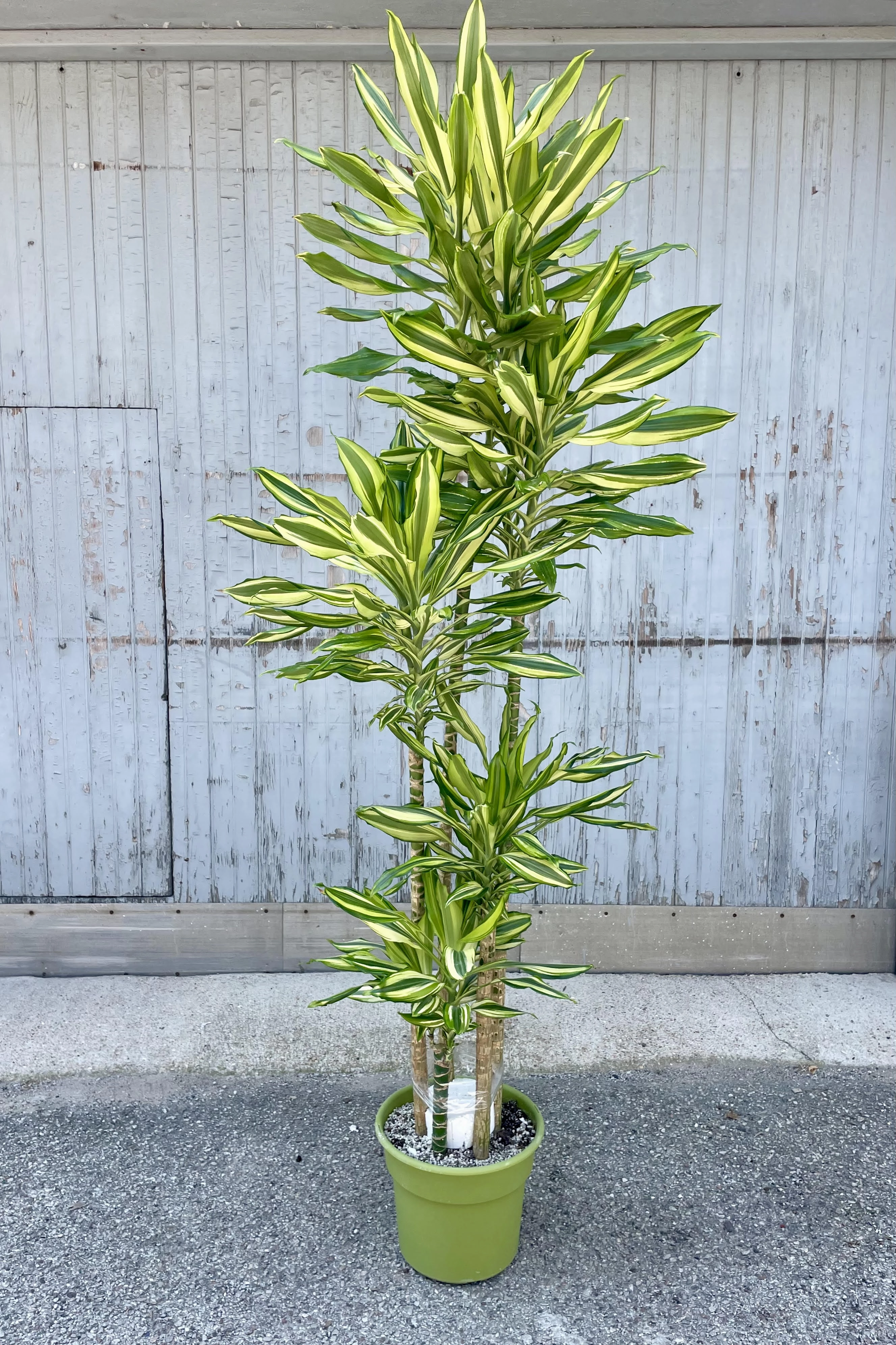 Dracaena 'Sol' staggered cane 12"