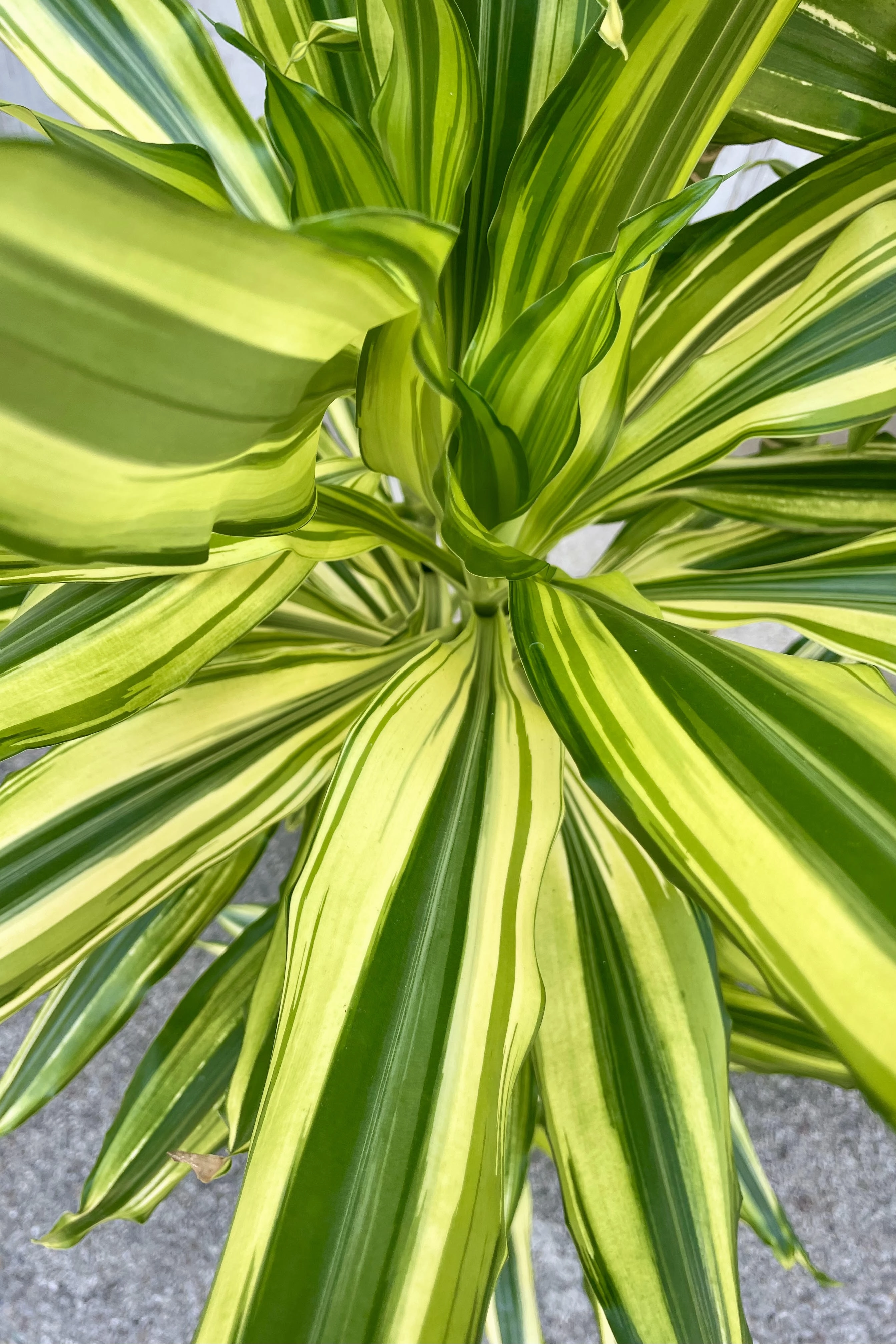 Dracaena 'Sol' staggered cane 12"