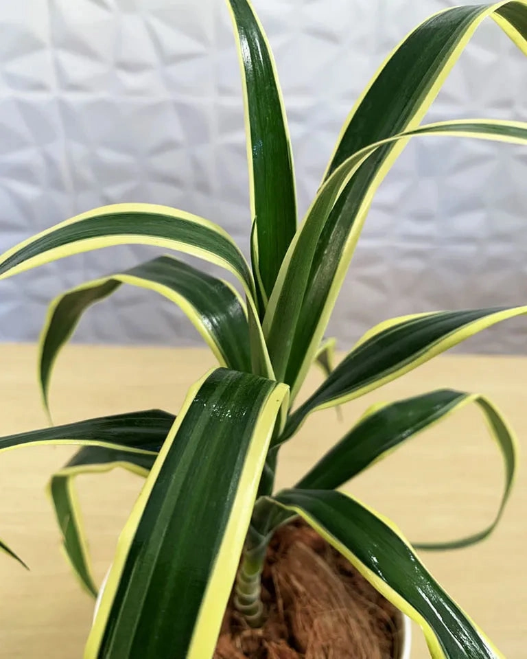 Dracaena Angustifolia Plant