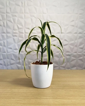 Dracaena Angustifolia Plant medium flower pot  