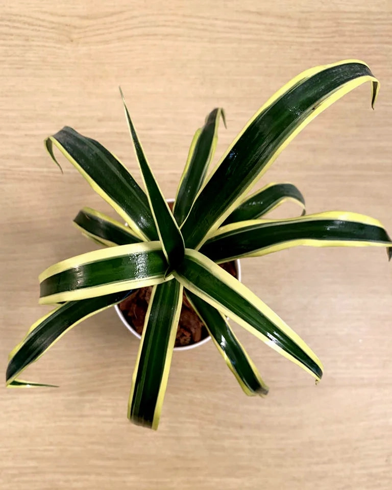 Dracaena Angustifolia Plant