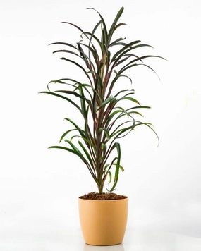 Dracaena Cincta (Narrow-leaf) Plant medium flower pot  