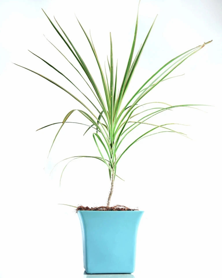 Dracaena Colorama (Green) Plant medium flower pot  