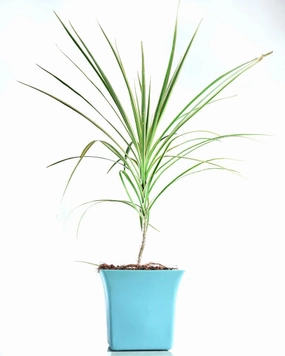 Dracaena Colorama (Green) Plant medium flower pot  