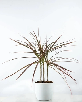 Dracaena Colorama Plant medium flower pot  