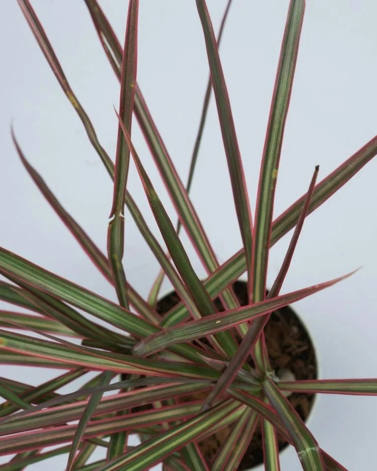 Dracaena Colorama Plant