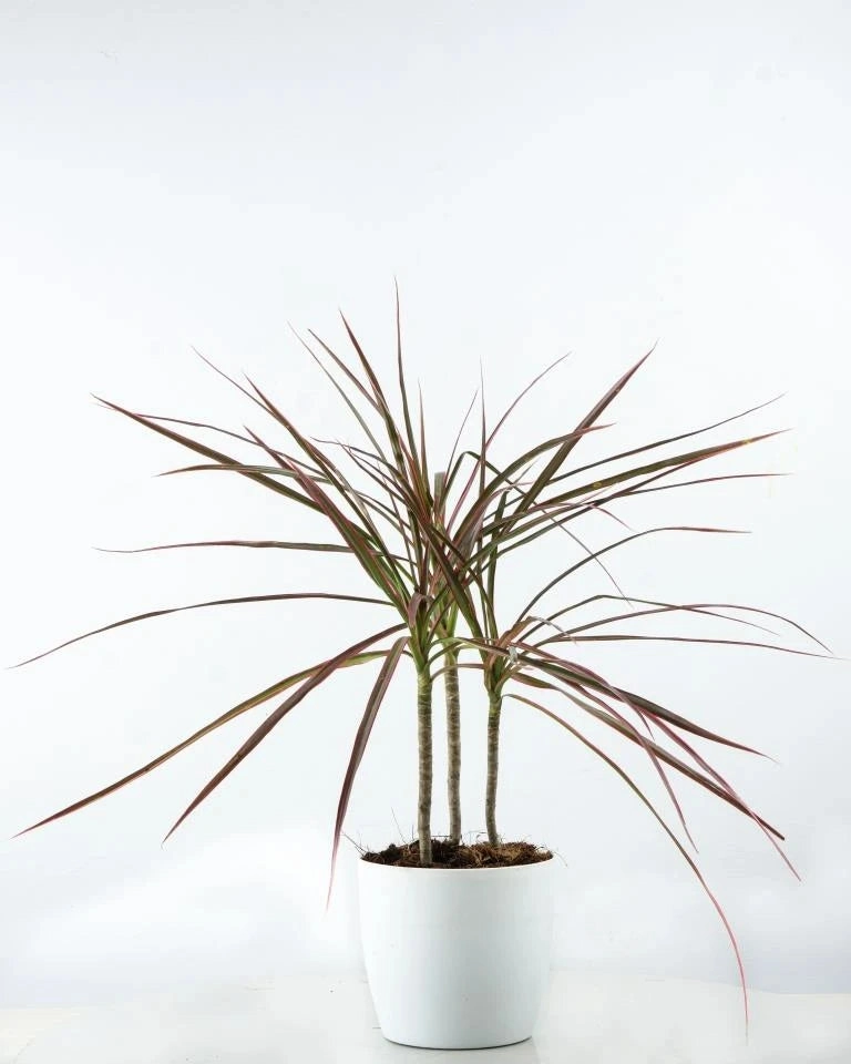 Dracaena Colorama Plant medium flower pot  