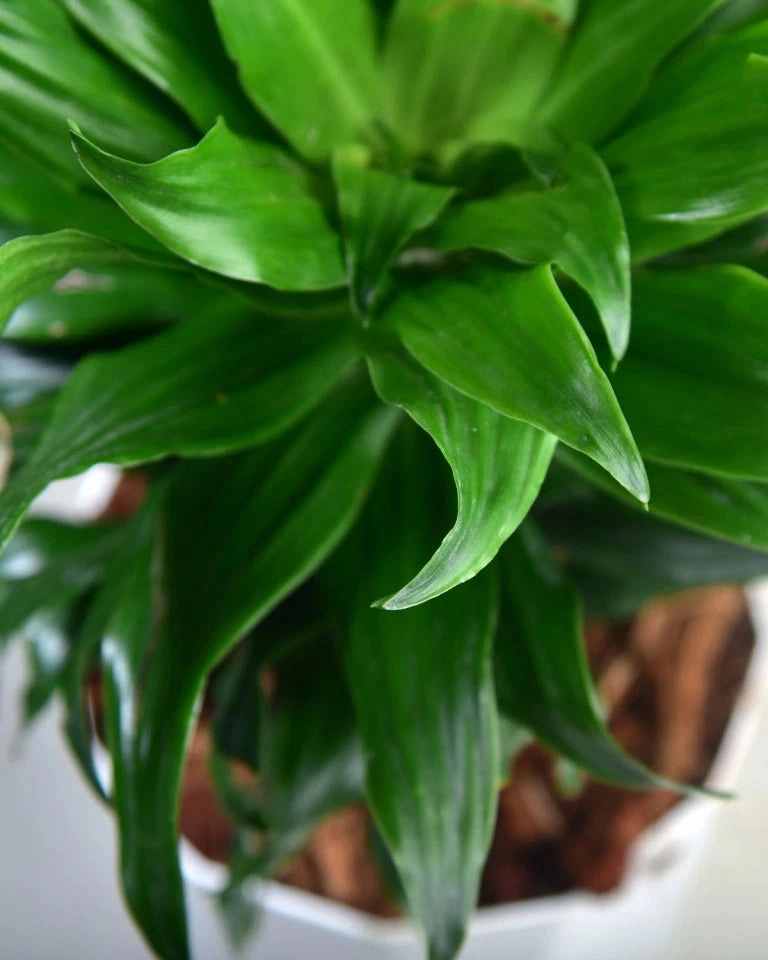 Dracaena Compacta Plant