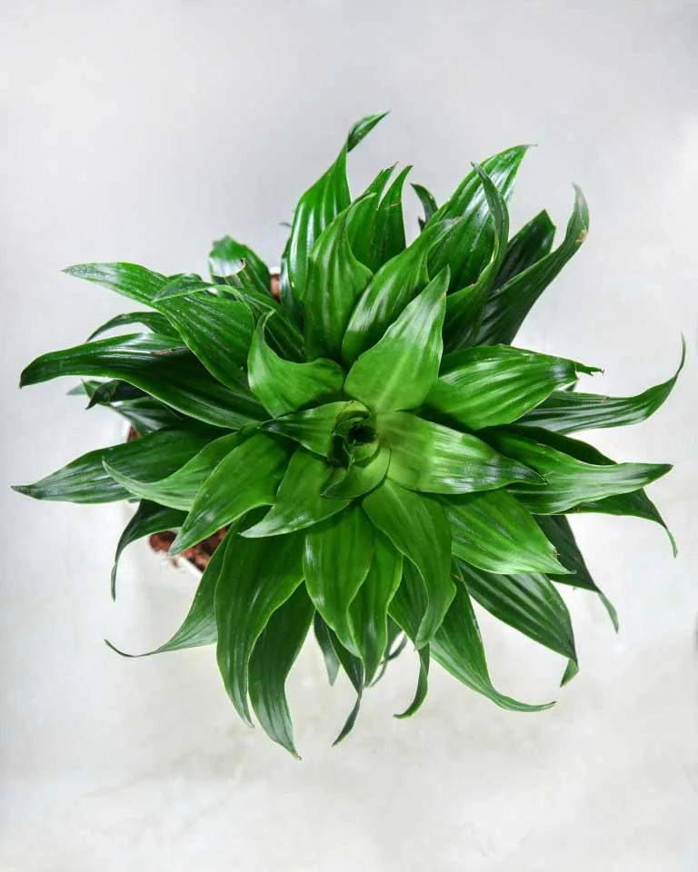 Dracaena Compacta Plant