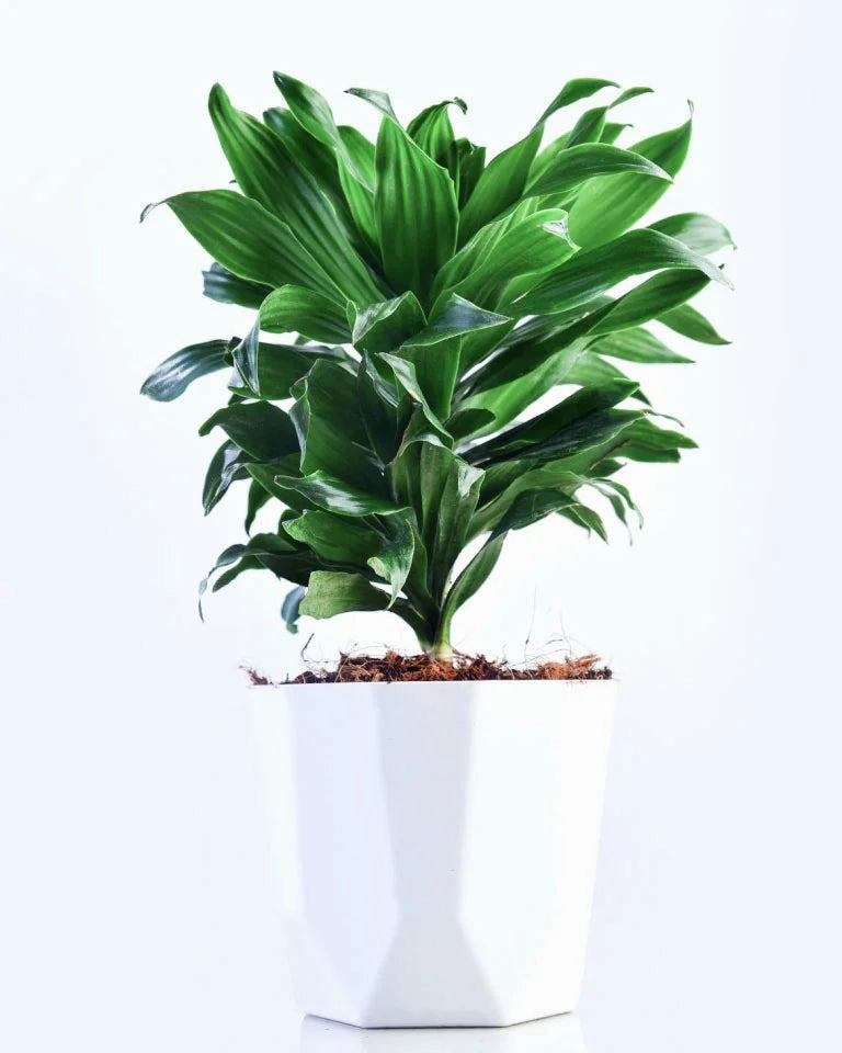 Dracaena Compacta Plant medium flower pot  