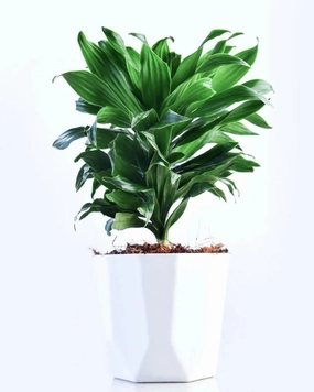 Dracaena Compacta Plant medium flower pot  