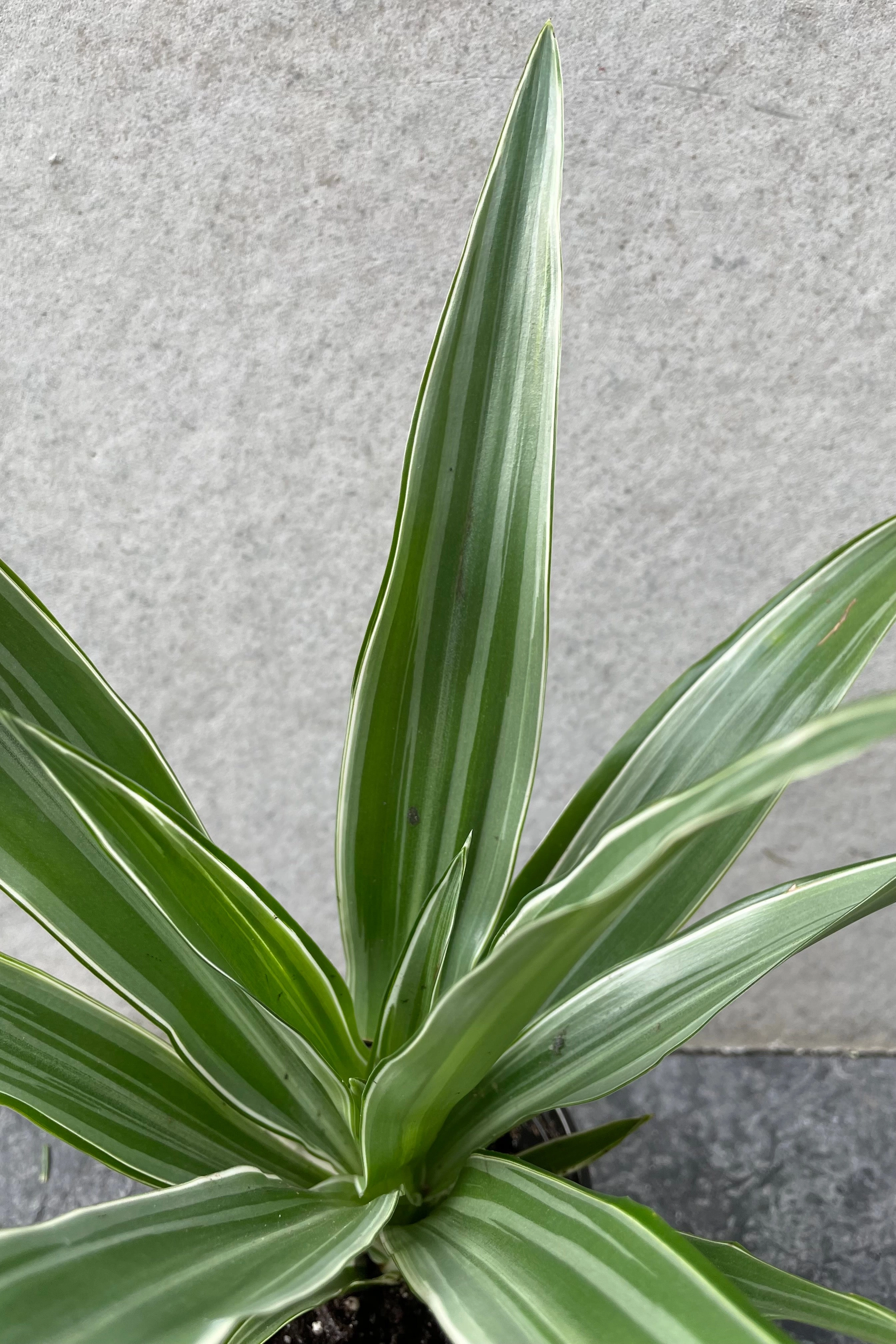 Dracaena deremensis 'Warneckii' 4" medium flower pot  