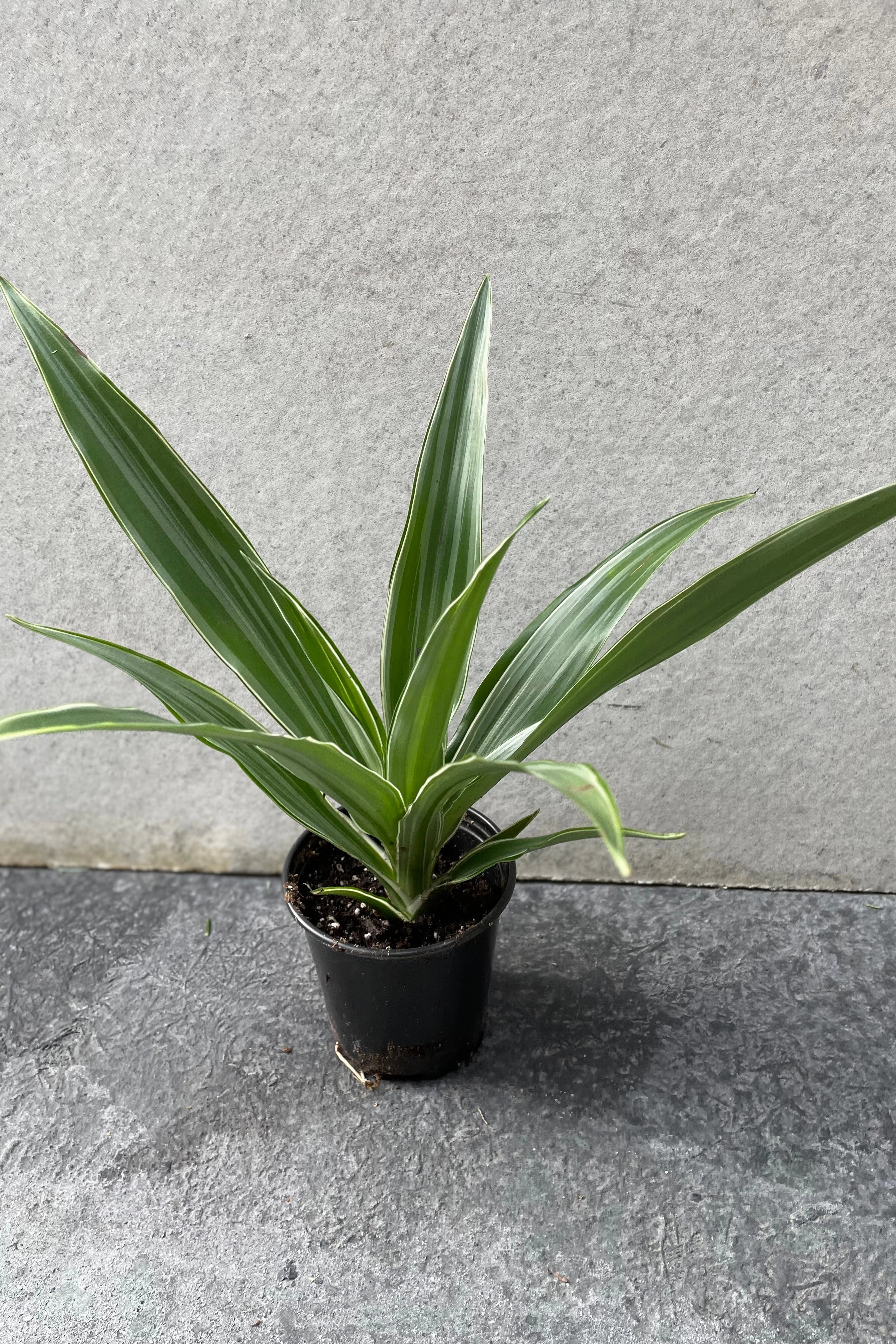 Dracaena deremensis 'Warneckii' 4"