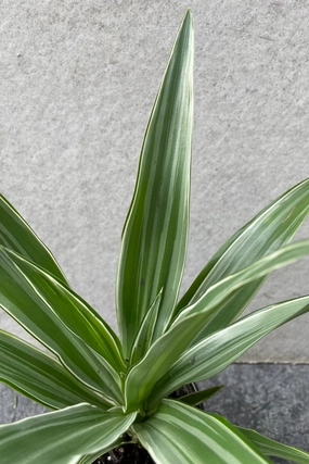 Dracaena deremensis 'Warneckii' 4" medium flower pot  