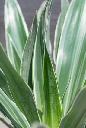 Dracaena deremensis 'Warneckii' 6" medium flower pot  