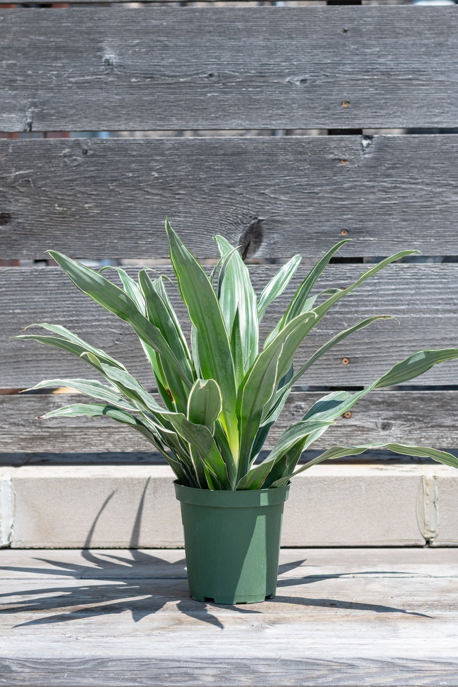 Dracaena deremensis 'Warneckii' 6"