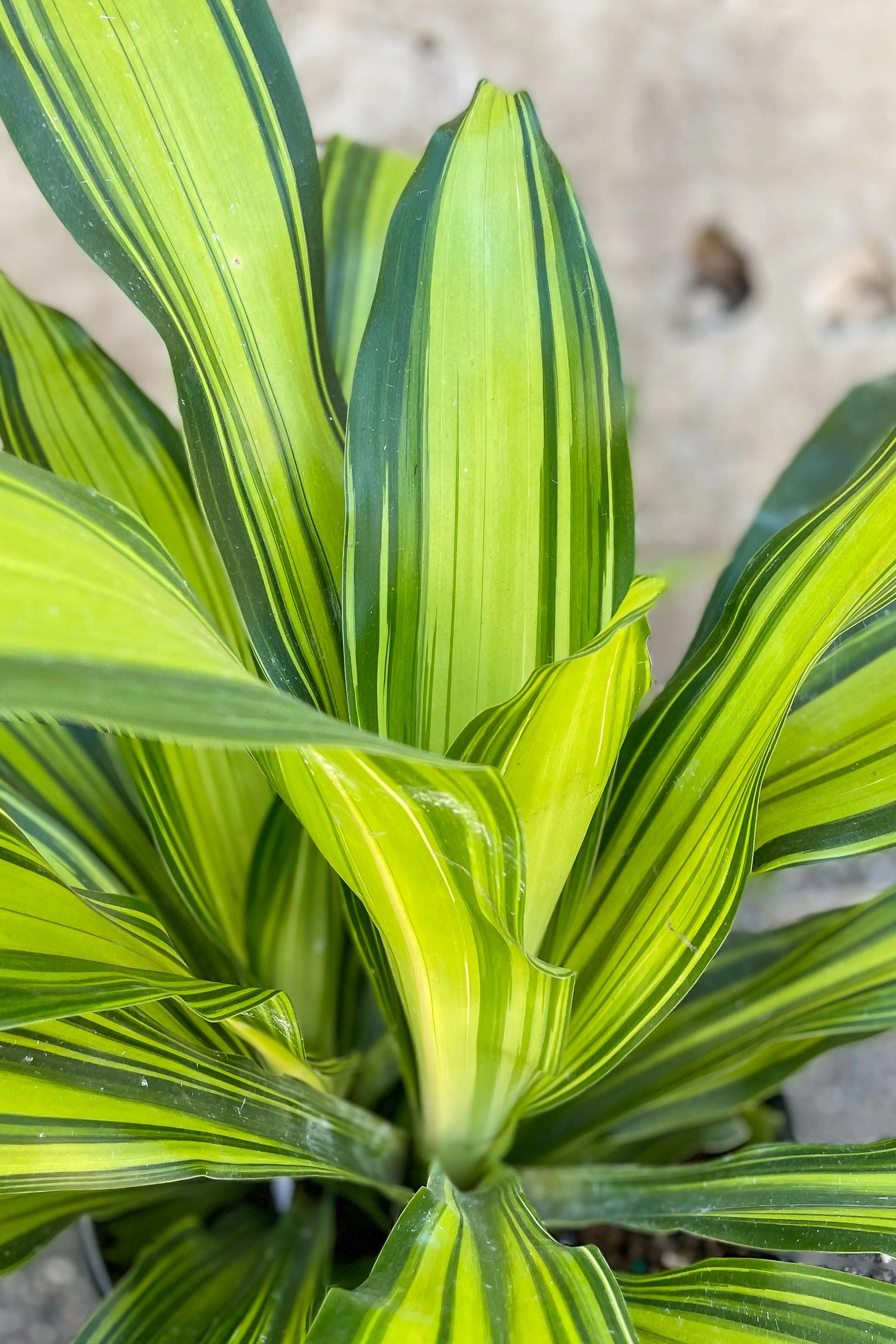 Dracaena fragrans 'Marley' 10" medium flower pot  