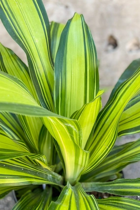 Dracaena fragrans 'Marley' 10" medium flower pot  