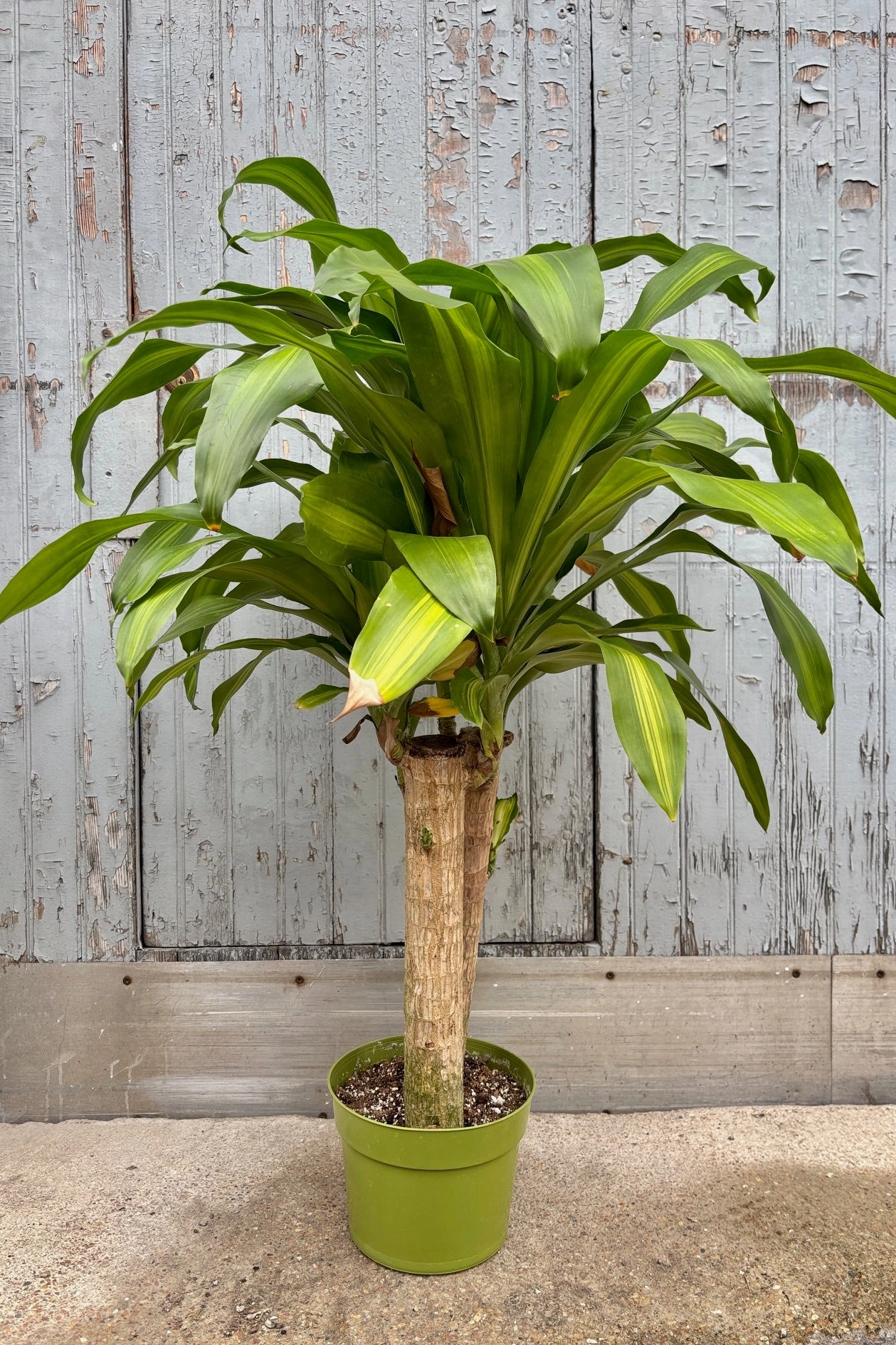 Dracaena fragrans 'Massangeana' 8" medium flower pot  