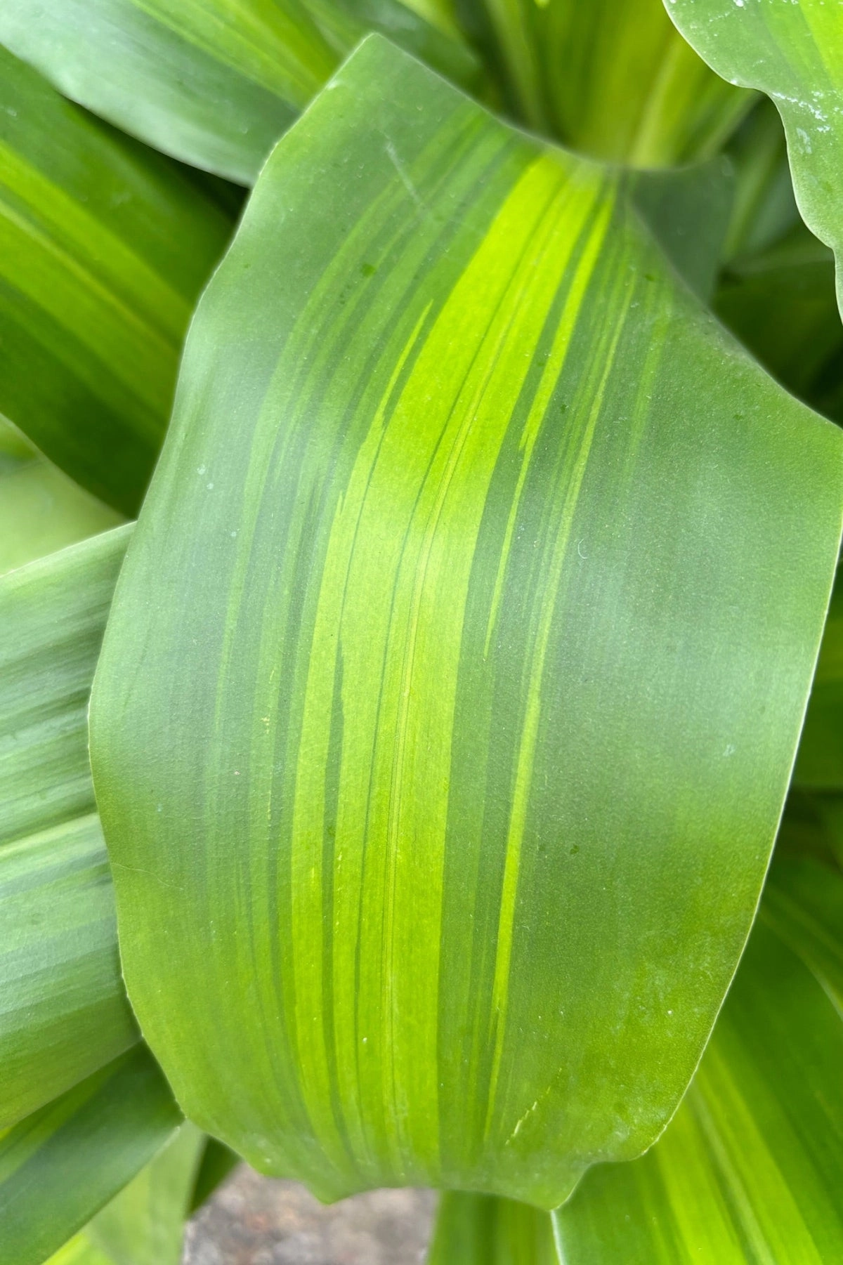 Dracaena fragrans 'Massangeana' 8"