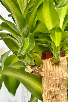 Dracaena fragrans 'Massangeana' staggered cane 14" medium flower pot  