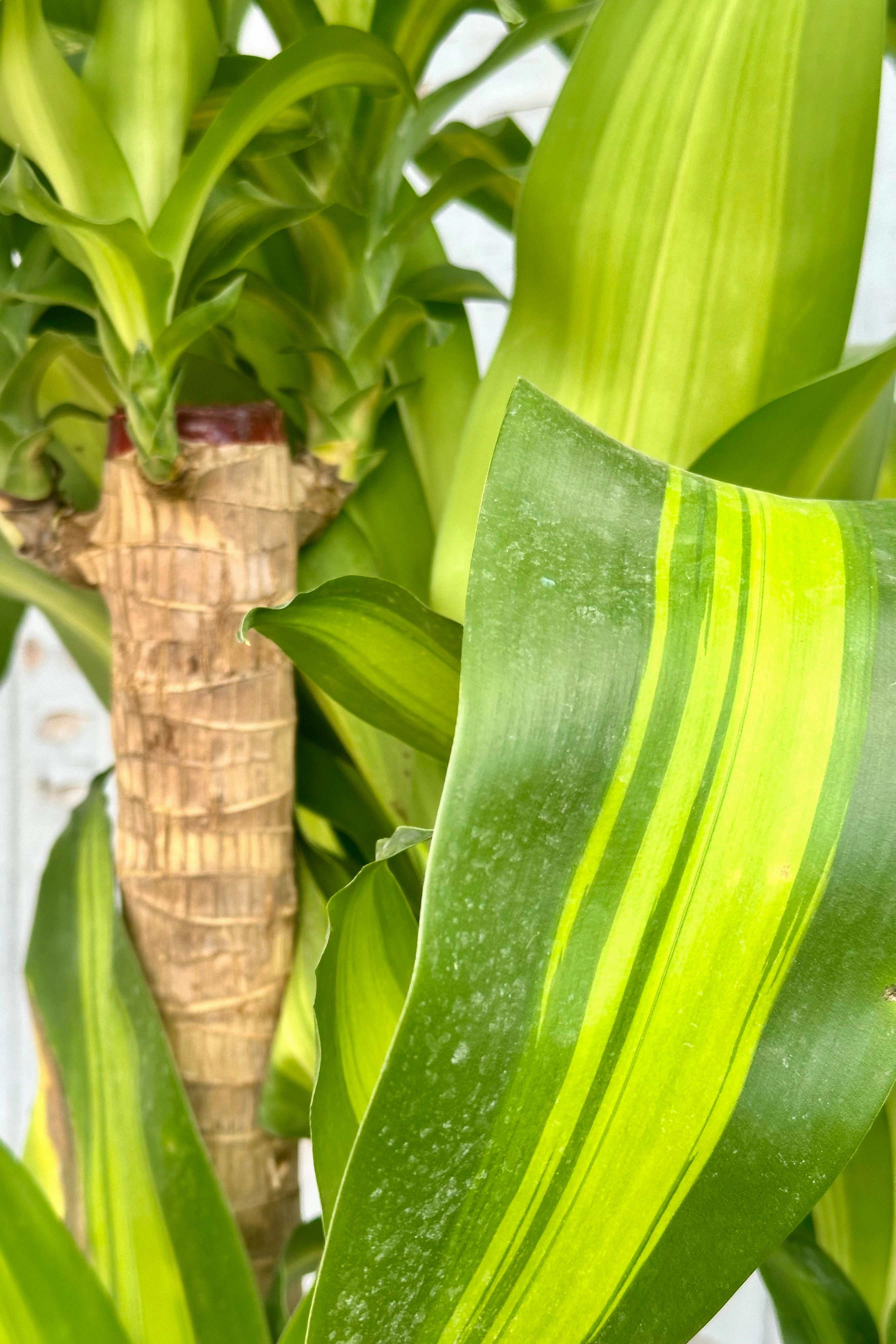 Dracaena fragrans 'Massangeana' staggered cane 14"