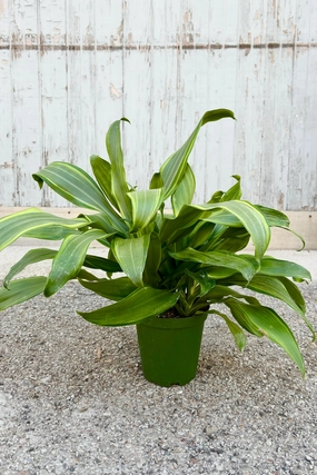 Dracaena fragrans 'Santa Rosa' 6" medium flower pot  