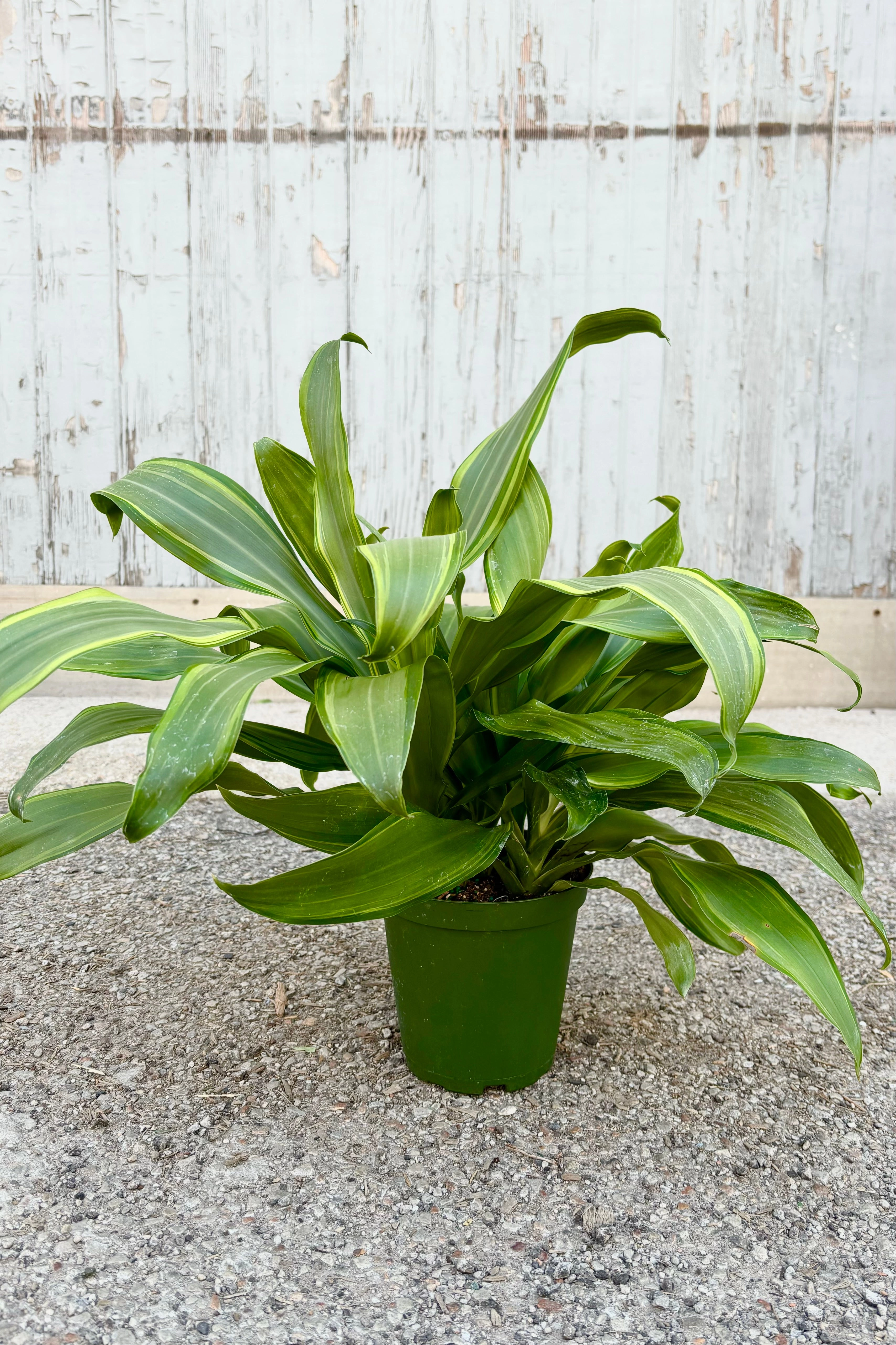 Dracaena fragrans 'Santa Rosa' 6" medium flower pot  