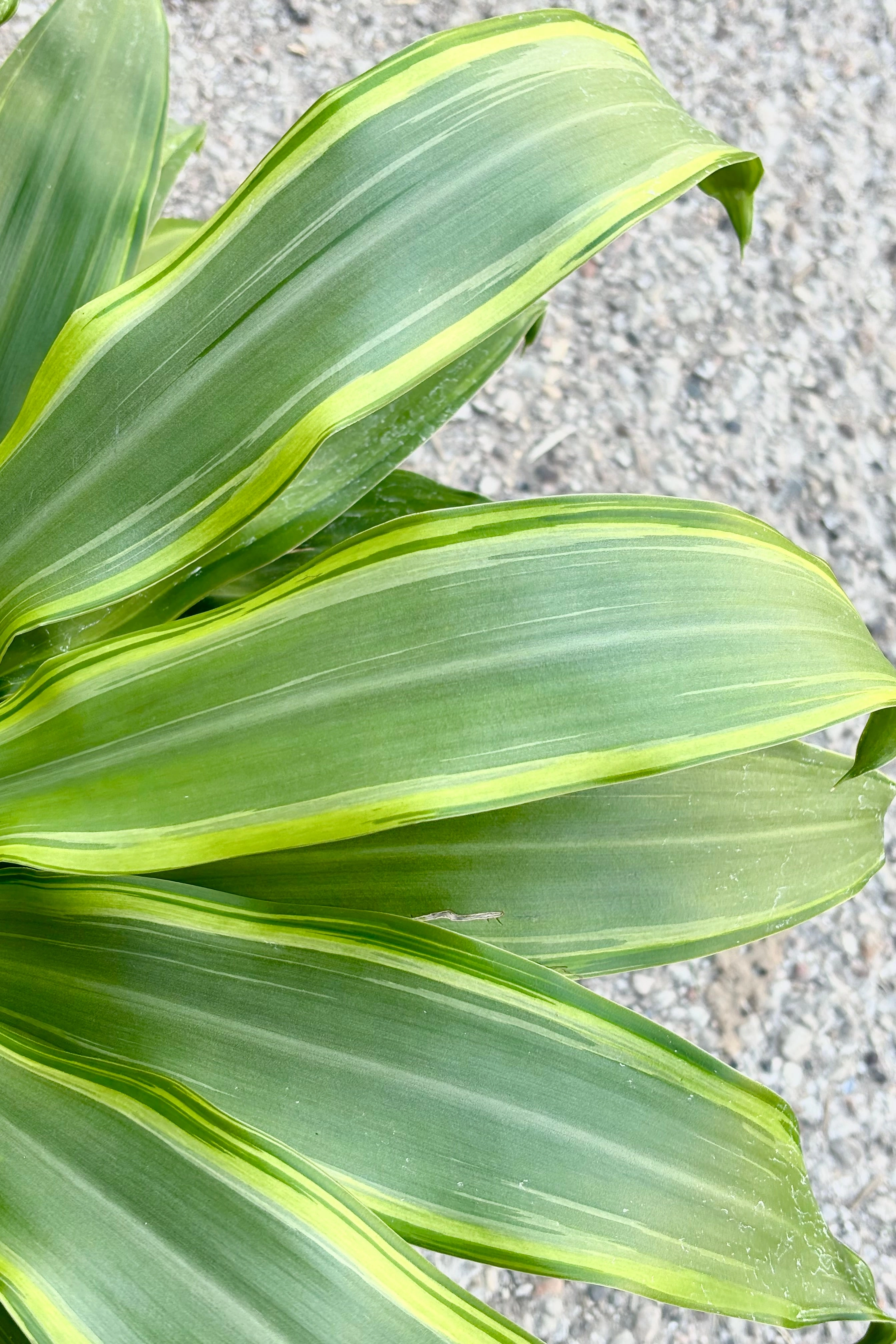 Dracaena fragrans 'Santa Rosa' 6"