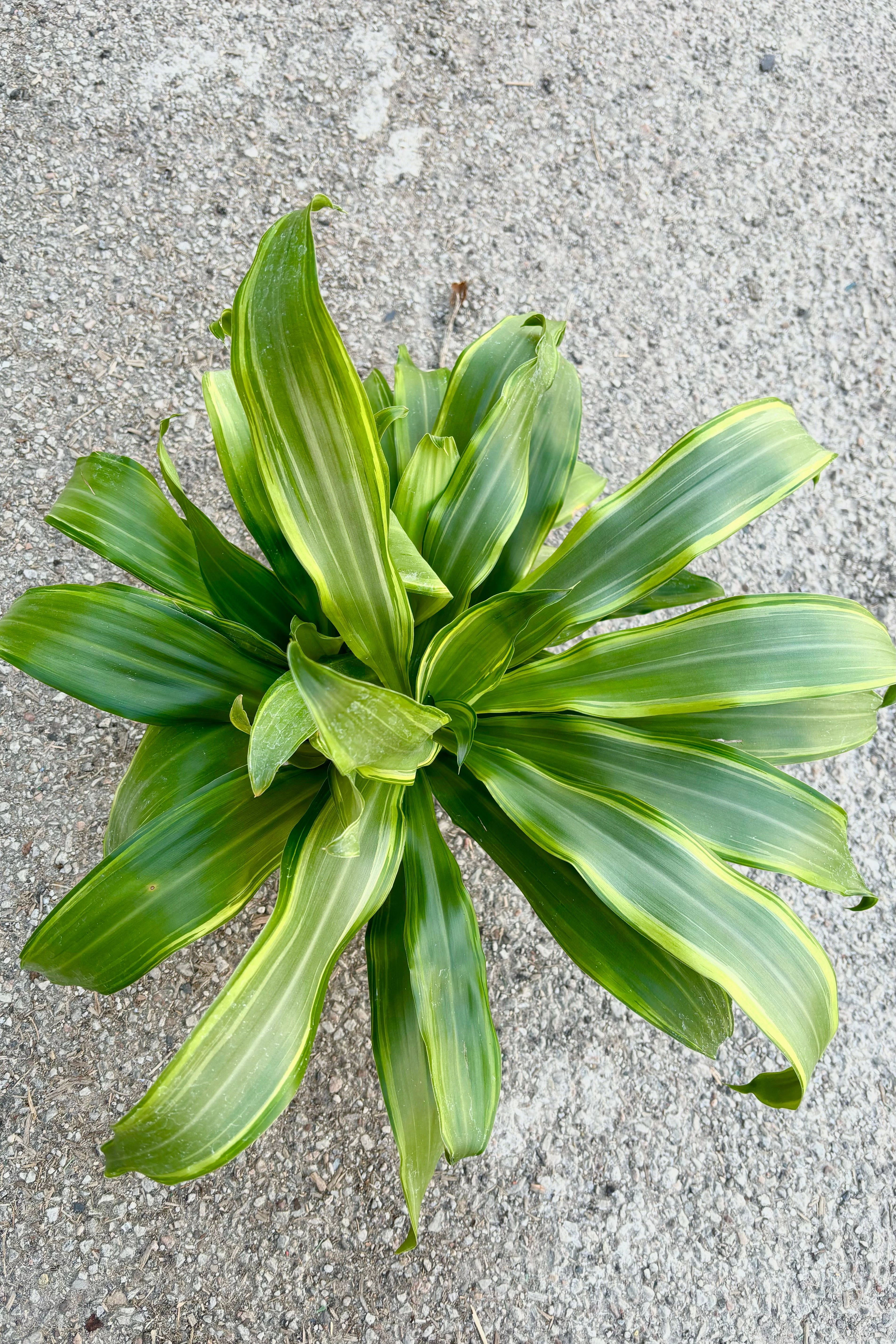 Dracaena fragrans 'Santa Rosa' 6"