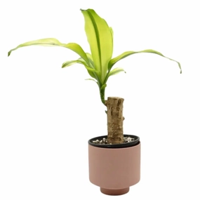 Dracaena Fragrans Lemon Lime large flower pot  