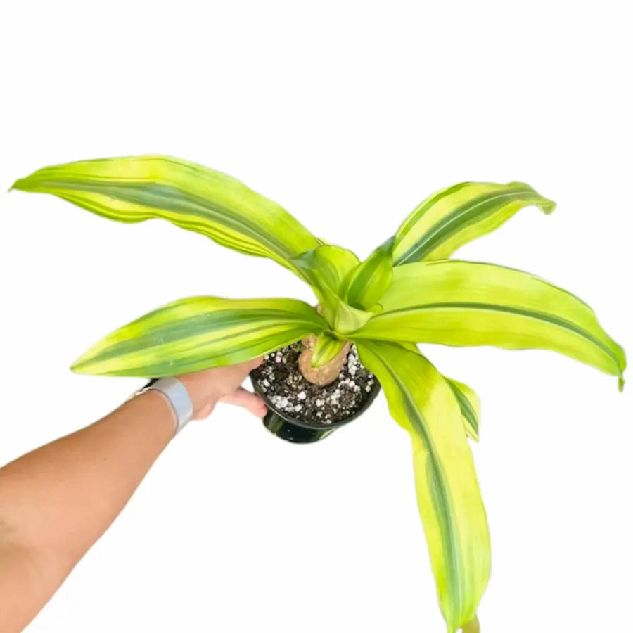 Dracaena Fragrans Lemon Lime