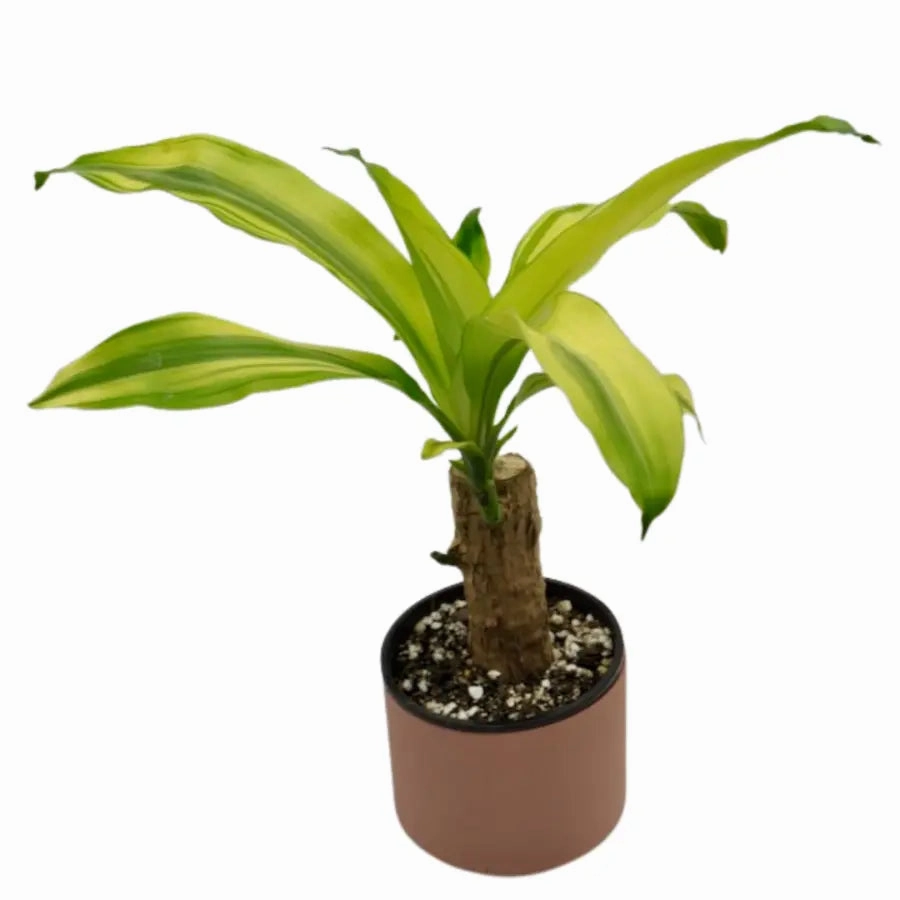 Dracaena Fragrans Lemon Lime