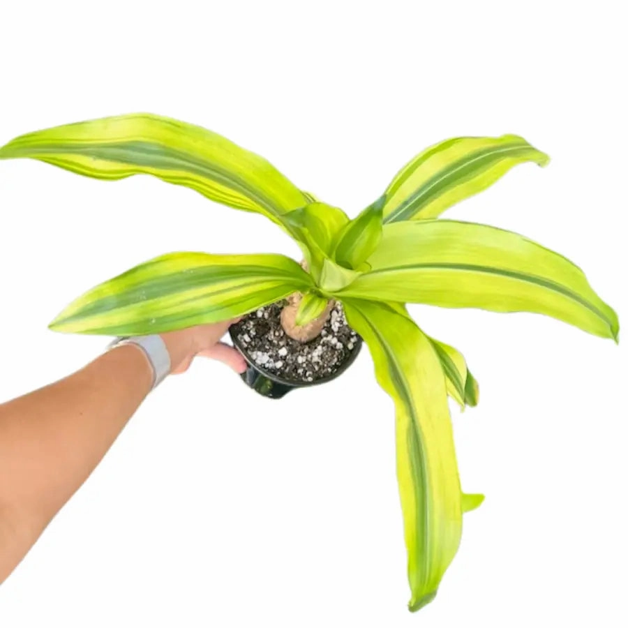 Dracaena Fragrans Lemon Lime