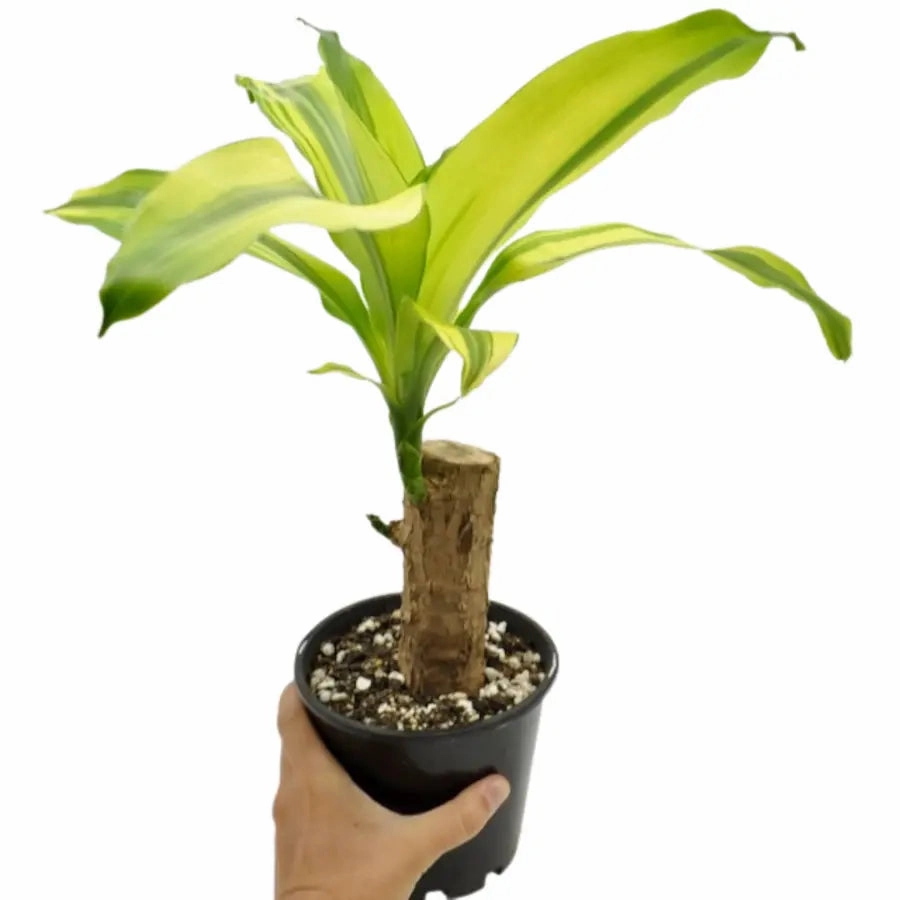 Dracaena Fragrans Lemon Lime