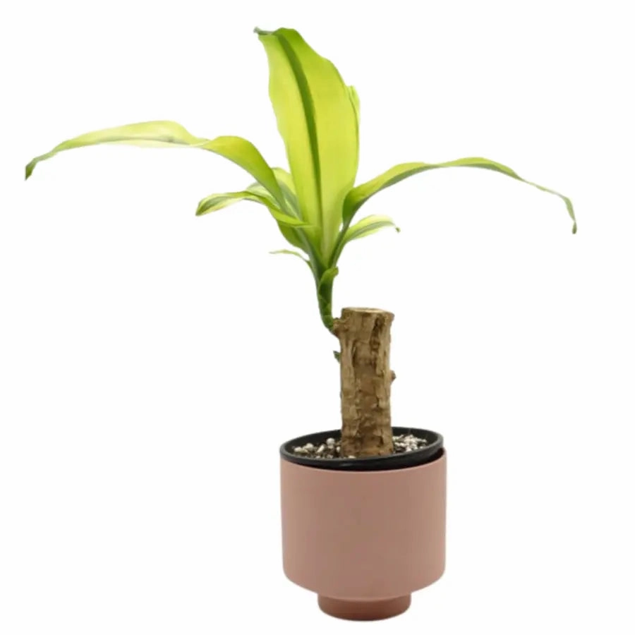 Dracaena Fragrans Lemon Lime large flower pot  