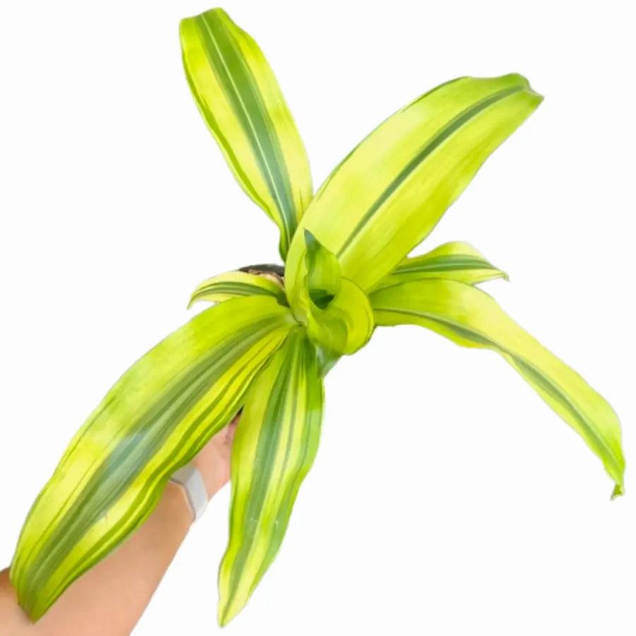 Dracaena Fragrans Lemon Lime