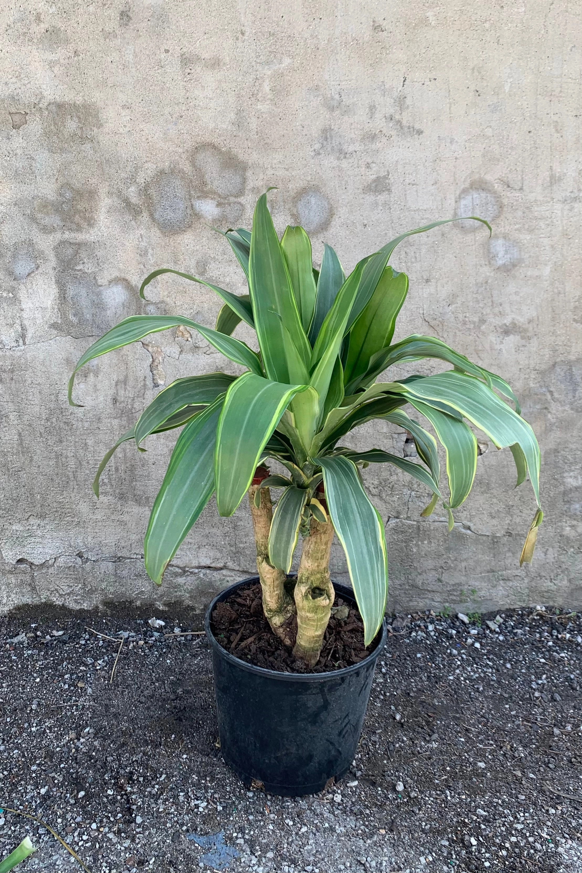 Dracaena fragrans massangeana 'Santa Rosa' 10"