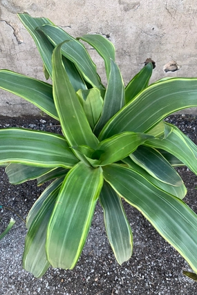 Dracaena fragrans massangeana 'Santa Rosa' 10" medium flower pot  