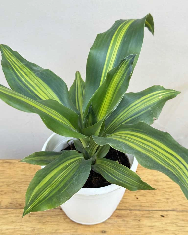 Dracaena Fragrans Plant