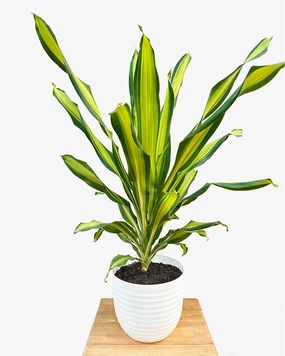 Dracaena Fragrans Plant (Large) medium flower pot  