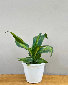 Dracaena Fragrans Plant medium flower pot  