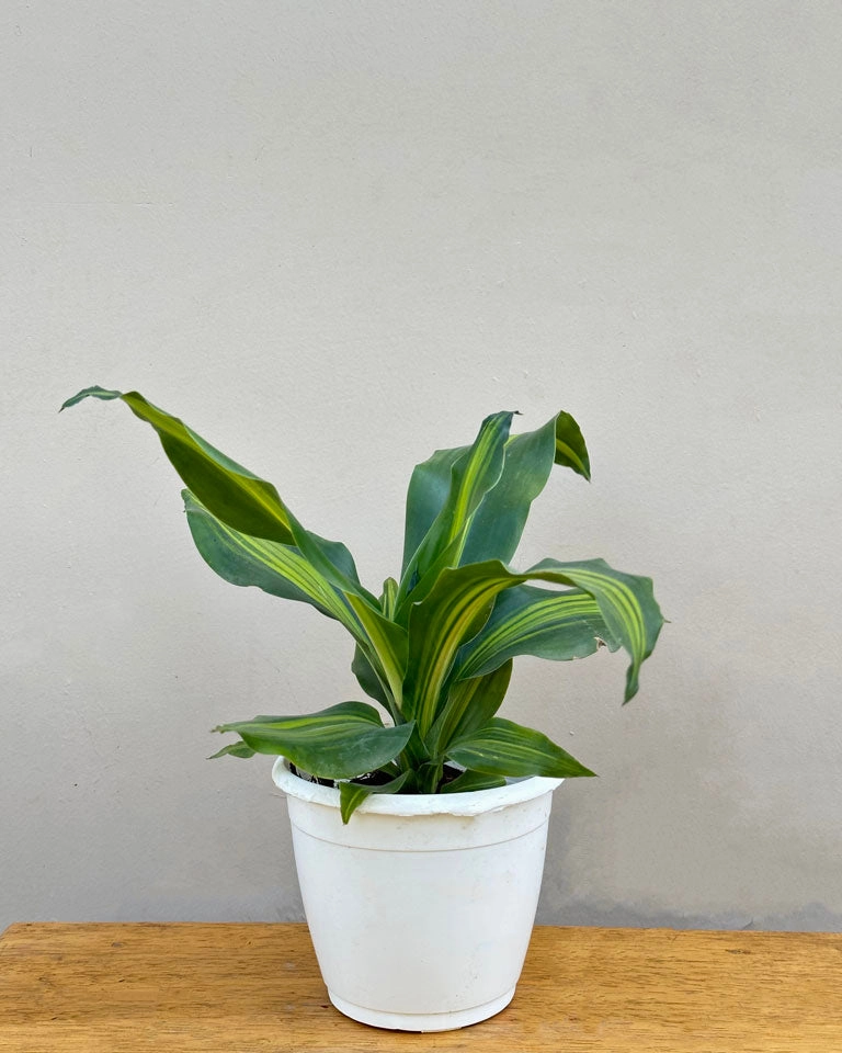 Dracaena Fragrans Plant medium flower pot  