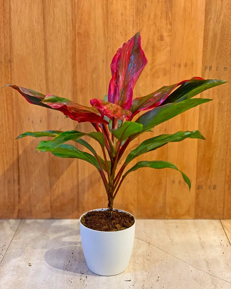 Dracaena Kedarnath Plant medium flower pot  