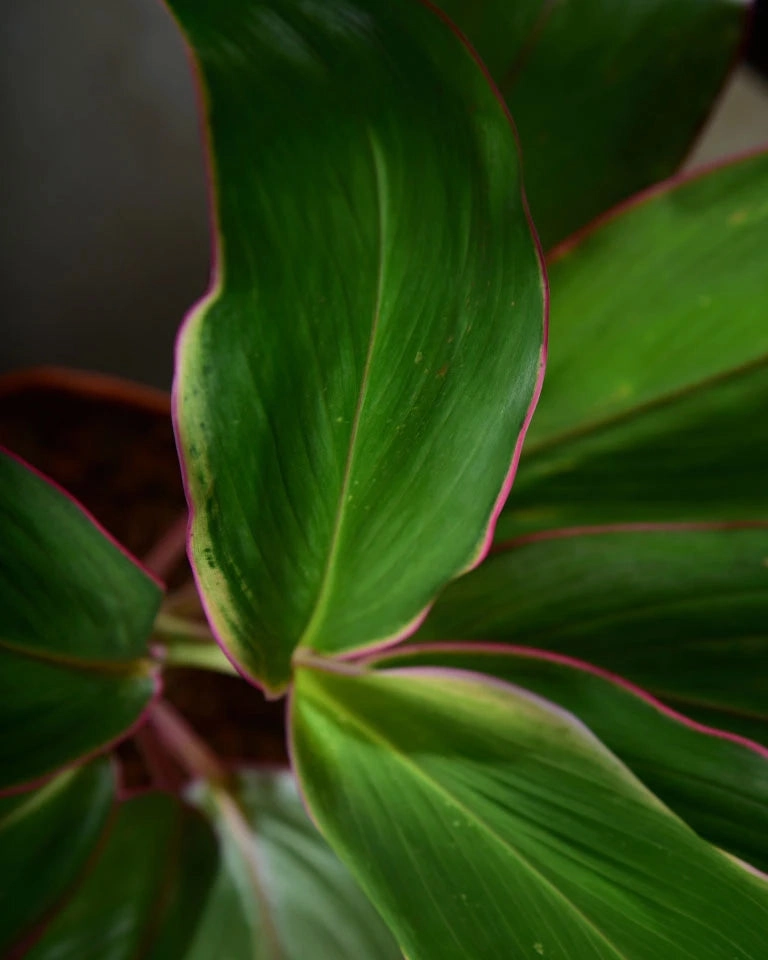 Dracaena Kedarnath Plant