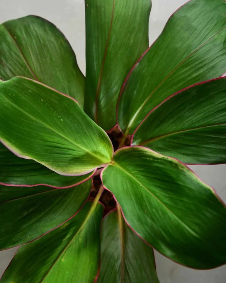 Dracaena Kedarnath Plant