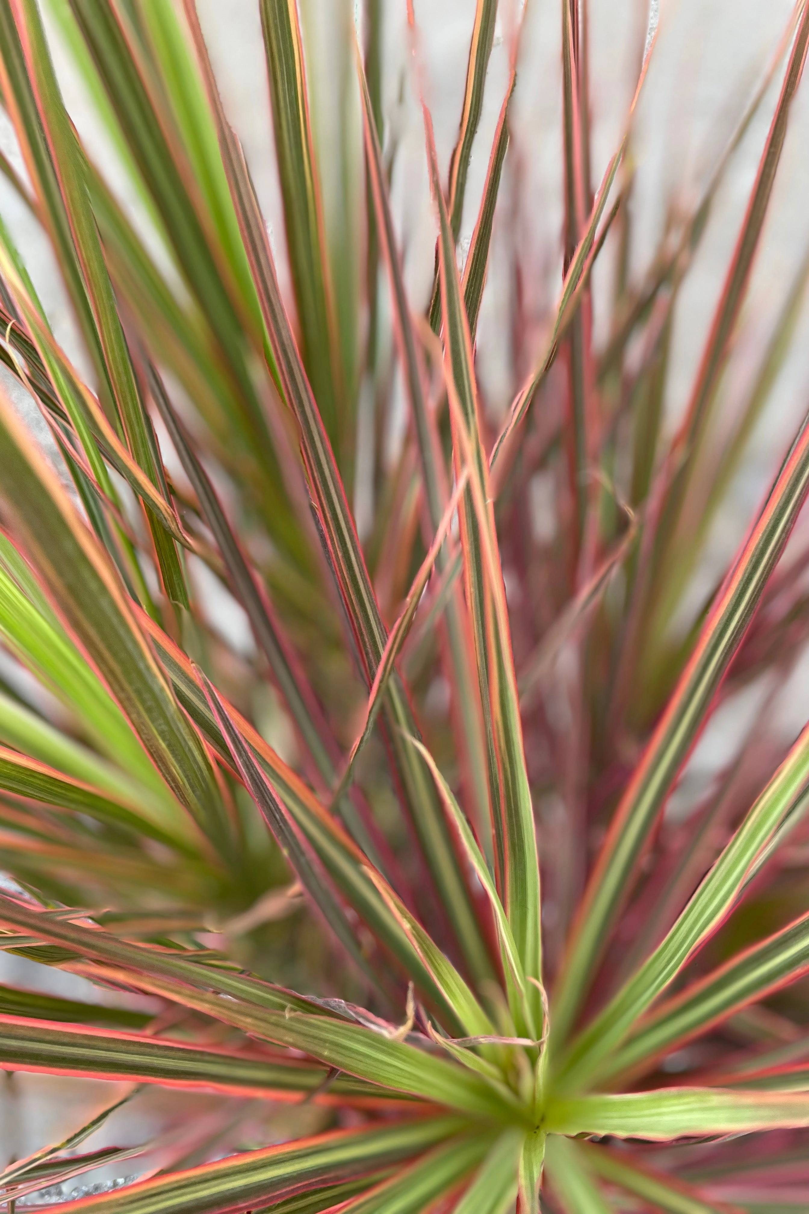 Dracaena marginata 'Colorama' 14" medium flower pot  