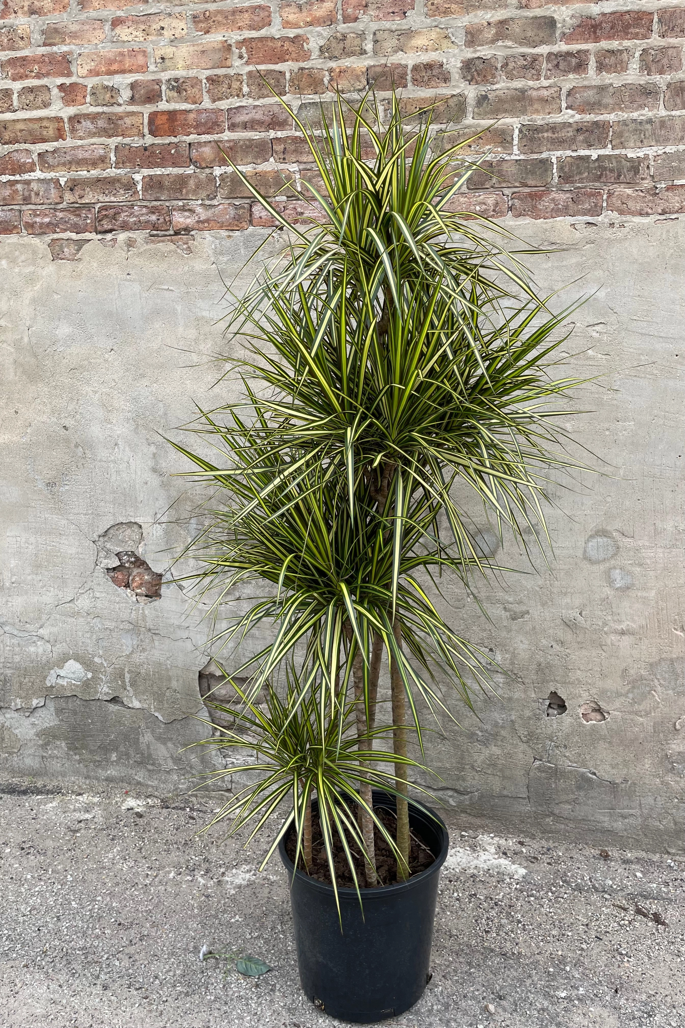 Dracaena marginata 'Kiwi' multi-cane 14"